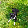 alert, animal, black_dog, canine, daylight, dog, ears_up, flower, grass, greenery, lying_down, mammal, nature, outdoor, pet, playful, relaxed, summer, sunlight, white_paws
