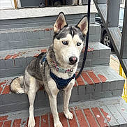 Sky joined the competition — help win amazing prizes! dog, husky, blue_eyes, sitting, steps, brick, gray, outdoor, pet, canine, leash, collar, harness, fur, alert, animal, portrait, daylight, house, stairs