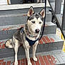dog, husky, blue_eyes, sitting, steps, brick, gray, outdoor, pet, canine, leash, collar, harness, fur, alert, animal, portrait, daylight, house, stairs