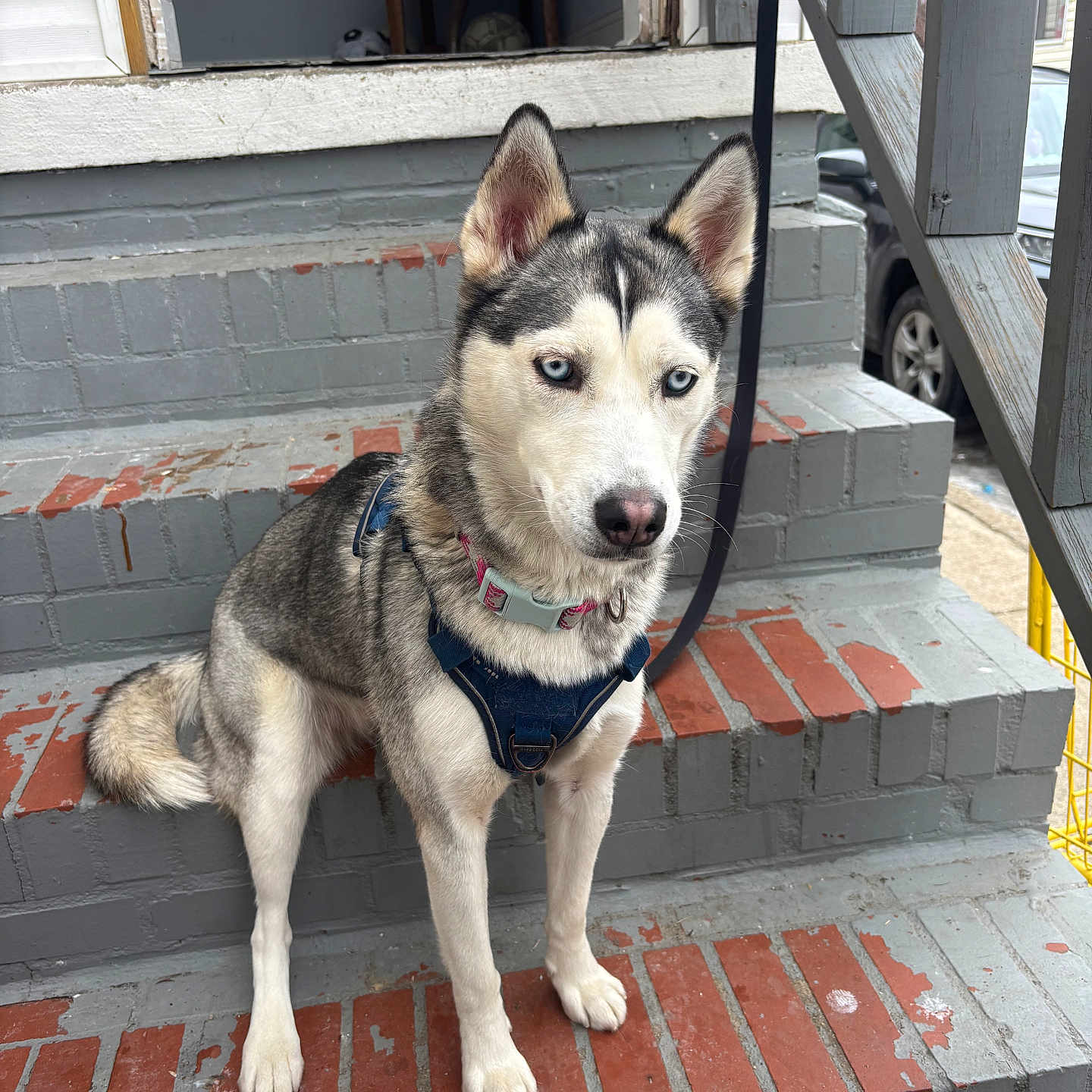 Sky joined the competition — help win amazing prizes! alert, animal, blue_eyes, brick, canine, collar, daylight, dog, fur, gray, harness, house, husky, leash, outdoor, pet, portrait, sitting, stairs, steps