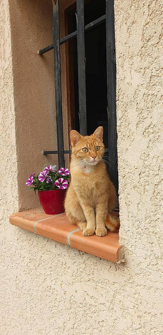 Couli participe au concours pour gagner de l'argent avec cette photo : carnivore, cat, domestic_short_haired_cat, door, fawn, felidae, flooring, flower, flowerpot, houseplant, paw, plant, road_surface, sitting, small_to_medium_sized_cats, tail, tints_and_shades, whiskers, window, wood