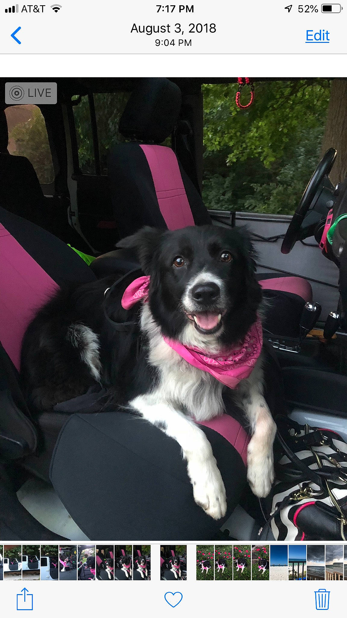 Flower is registered to the contest to win money with this photo: border_collie, canidae, car_seat, carnivore, companion_dog, dog, dog_breed, herding_dog, photo_caption, rare_breed_dog, sporting_group, stabyhoun, working_dog