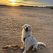 Loki participe au concours pour gagner de l'argent avec cette photo : dog, golden_retriever, beach, sand, sunset, animal, pet, outdoor, canine, happy, tongue_out, fur, harness, nature, sky, sun, scenic, sitting, landscape, daytime