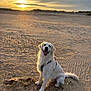 dog, golden_retriever, beach, sand, sunset, animal, pet, outdoor, canine, happy, tongue_out, fur, harness, nature, sky, sun, scenic, sitting, landscape, daytime