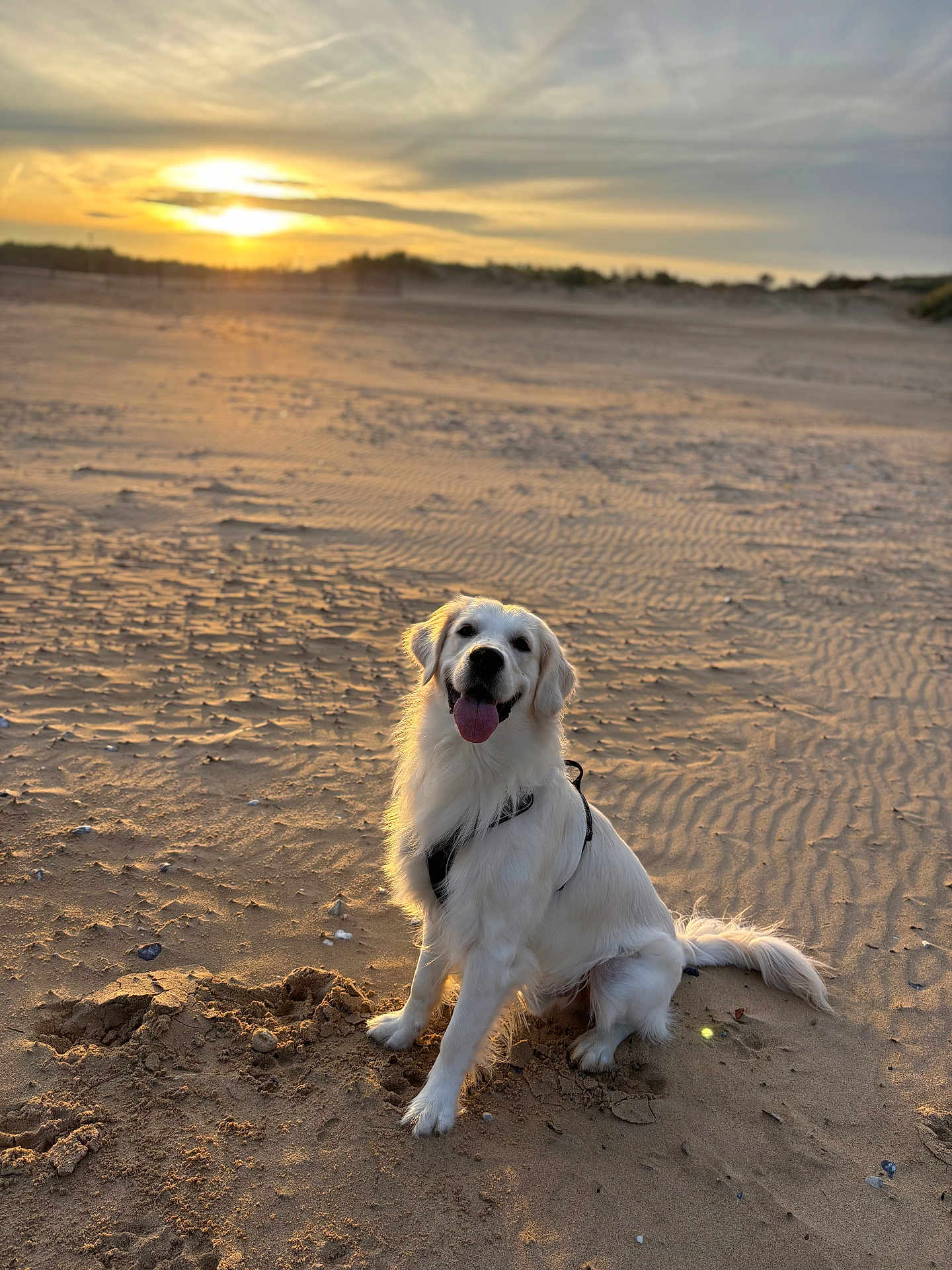 Loki participe au concours pour gagner de l'argent avec cette photo : dog, golden_retriever, beach, sand, sunset, animal, pet, outdoor, canine, happy, tongue_out, fur, harness, nature, sky, sun, scenic, sitting, landscape, daytime