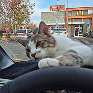 Tigger is registered to the contest to win money with this photo: cat, animal, pet, dashboard, steering_wheel, car_interior, parking_lot, vehicle, autumn, tree, building, restaurant, mcdonalds, paw, window, sky, outdoor, daytime, relaxed, closeup