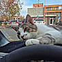 cat, animal, pet, dashboard, steering_wheel, car_interior, parking_lot, vehicle, autumn, tree, building, restaurant, mcdonalds, paw, window, sky, outdoor, daytime, relaxed, closeup