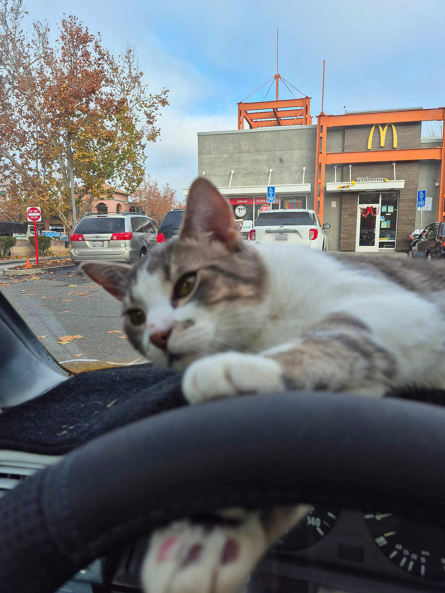 Tigger is registered to the contest to win money with this photo: cat, animal, pet, dashboard, steering_wheel, car_interior, parking_lot, vehicle, autumn, tree, building, restaurant, mcdonalds, paw, window, sky, outdoor, daytime, relaxed, closeup