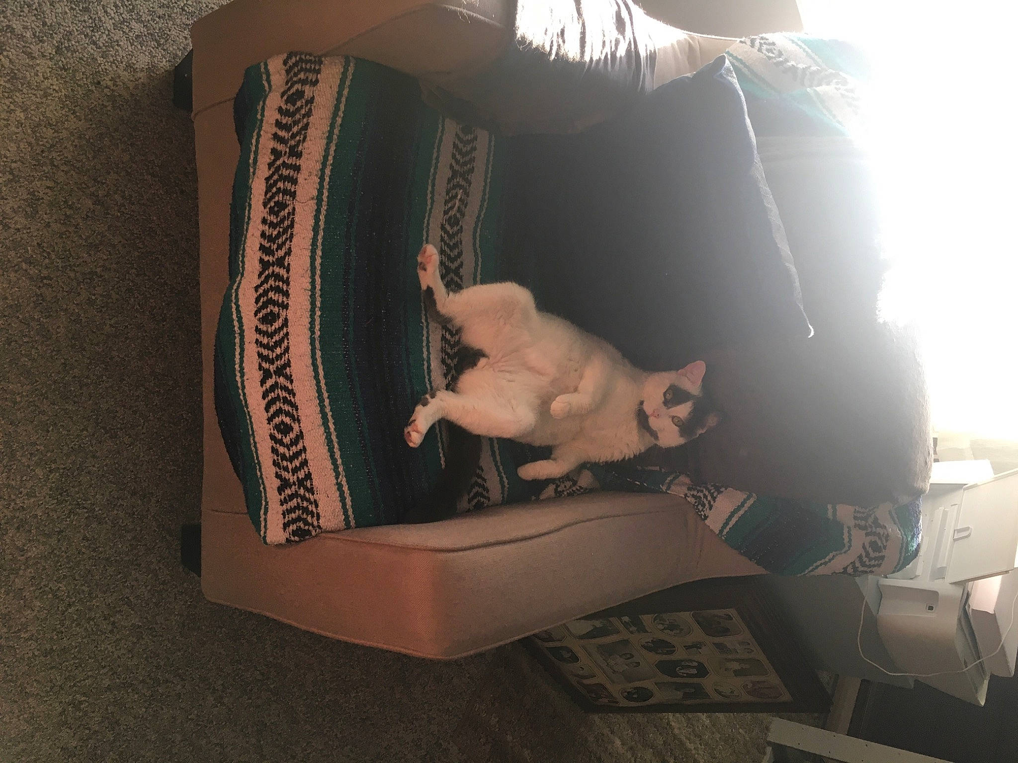 Adam is registered to the contest to win money with this photo: bag, boot, chair, comfort, fashion_accessory, felidae, font, human_leg, knee, linens, room, sitting, sleeve, sportswear, t_shirt, tail, thigh, throw_pillow, visual_arts, wood