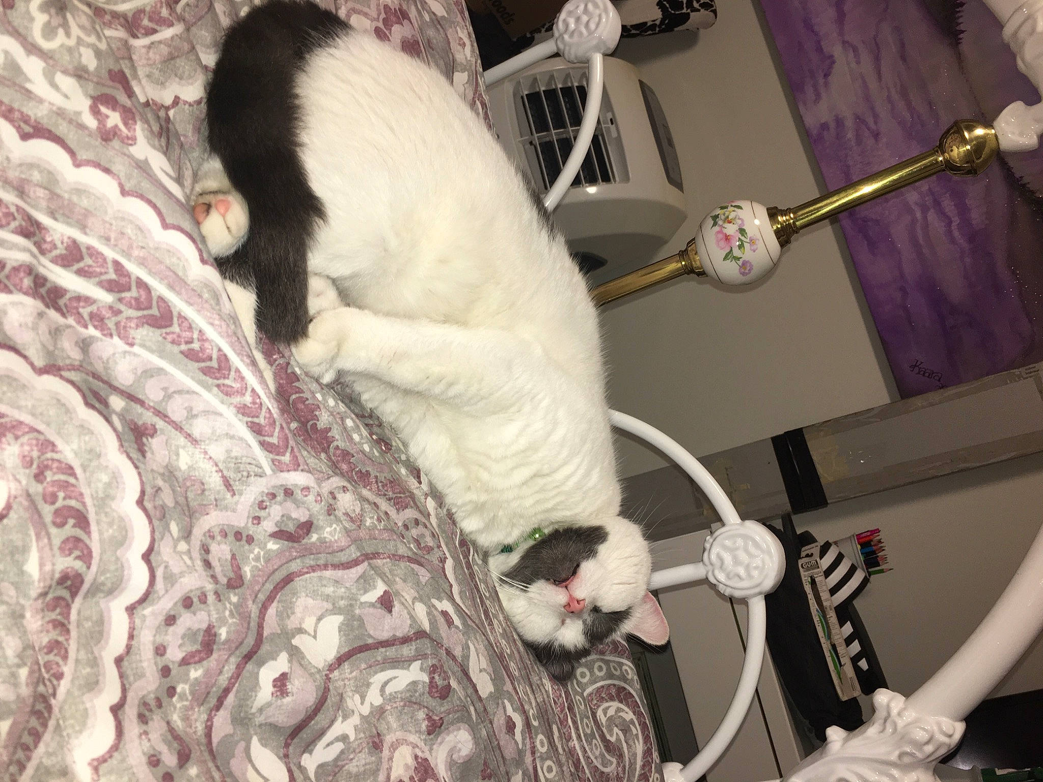 Adam is registered to the contest to win money with this photo: blanket, carnivore, cat, comfort, companion_dog, couch, dog_breed, domestic_short_haired_cat, felidae, fur, linens, magenta, nap, pattern, paw, room, small_to_medium_sized_cats, snout, tail, whiskers