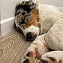 Aïko a rejoint le concours — aidez-le/la à gagner de superbes lots ! animal, black_fur, brown_fur, calm, close_up, corner, cute, dog, domestic_animal, floor, fur, indoors, paw, pet, relaxation, resting, sleeping, tricolor, white_fur, wooden_floor