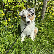Aïko participe au concours pour gagner de l'argent avec cette photo : animal, cute, dandelions, dog, flowers, fur, garden, grass, greenery, leash, nature, outdoor, pet, plants, puppy, sitting, sunlight, wire_fence, yellow_flowers, young_dog