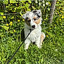 animal, cute, dandelions, dog, flowers, fur, garden, grass, greenery, leash, nature, outdoor, pet, plants, puppy, sitting, sunlight, wire_fence, yellow_flowers, young_dog