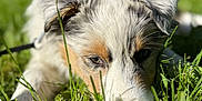Aïko participe au concours pour gagner de l'argent avec cette photo : animal, canine, close_up, cute, daytime, dog, fluffy, fur, grass, greenery, leash, lying_down, nature, outdoor, pet, portrait, relaxed, summer, sunlight, young_dog