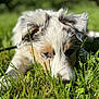 animal, canine, close_up, cute, daytime, dog, fluffy, fur, grass, greenery, leash, lying_down, nature, outdoor, pet, portrait, relaxed, summer, sunlight, young_dog