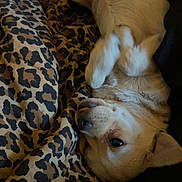 Ketchup joined the competition — help win amazing prizes! dog, lying_down, blanket, leopard_print, pet, animal, cute, fur, relaxed, indoors, cozy, tongue_out, paw, sleepy, resting, mammal, companion, domestic_animal, snuggle, upside_down