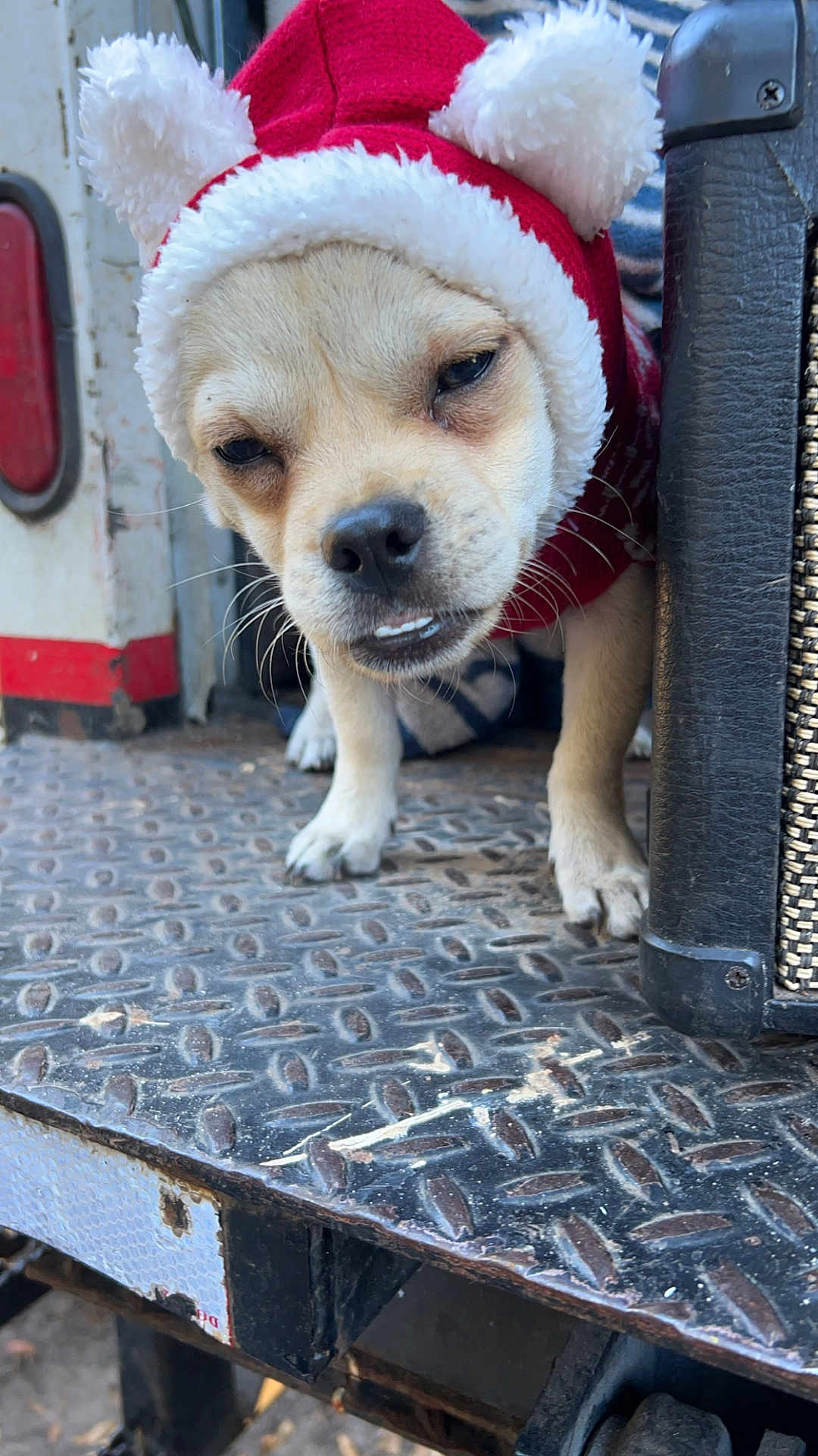 Ketchup is registered to the contest to win money with this photo: dog, puppy, red_hat, white_fluffy_ears, metal_surface, close_up, outdoor, animal, pet, cute, small_dog, fur, face, expression, standing, nose, whiskers, paw, costume, headwear