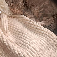 Prince joined the competition — help win amazing prizes! animal, blanket, closeup, comfort, cozy, cute, domestic, feline, fur, gray_cat, indoor, kitten, knitted, pet, relaxation, resting, sleeping, small, soft, young