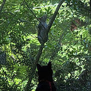 Patches is registered to the contest to win money with this photo: cat, squirrel, tree, leaves, greenery, window, animal, nature, outdoor, indoor, silhouette, wildlife, branches, forest, pet, curious, daylight, shade, mammal, watching