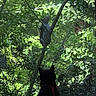 cat, squirrel, tree, leaves, greenery, window, animal, nature, outdoor, indoor, silhouette, wildlife, branches, forest, pet, curious, daylight, shade, mammal, watching