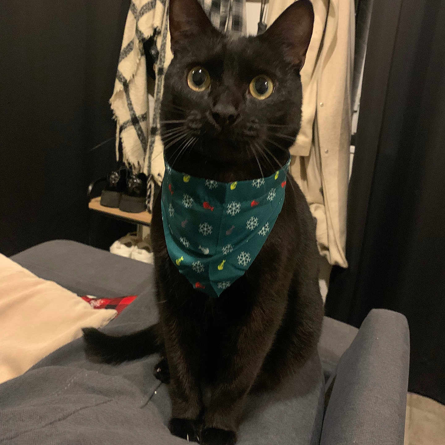 Enys participe au concours pour gagner de l'argent avec cette photo : black_cat, cat, bandana, indoor, furniture, couch, coat, clothing, footwear, pet, animal, mammal, alert, sitting, cute, domestic_cat, portrait, whiskers, ears, eyes