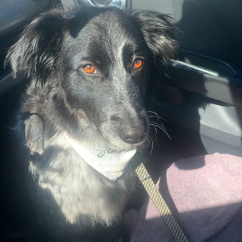 Syana a rejoint le concours — aidez-le/la à gagner de superbes lots ! dog, black_dog, bandana, leash, car_interior, sunlight, window, seat, blanket, pet, animal, domestic_animal, fur, sitting, side_view_mirror, shadow, resting, companion, travel, indoors