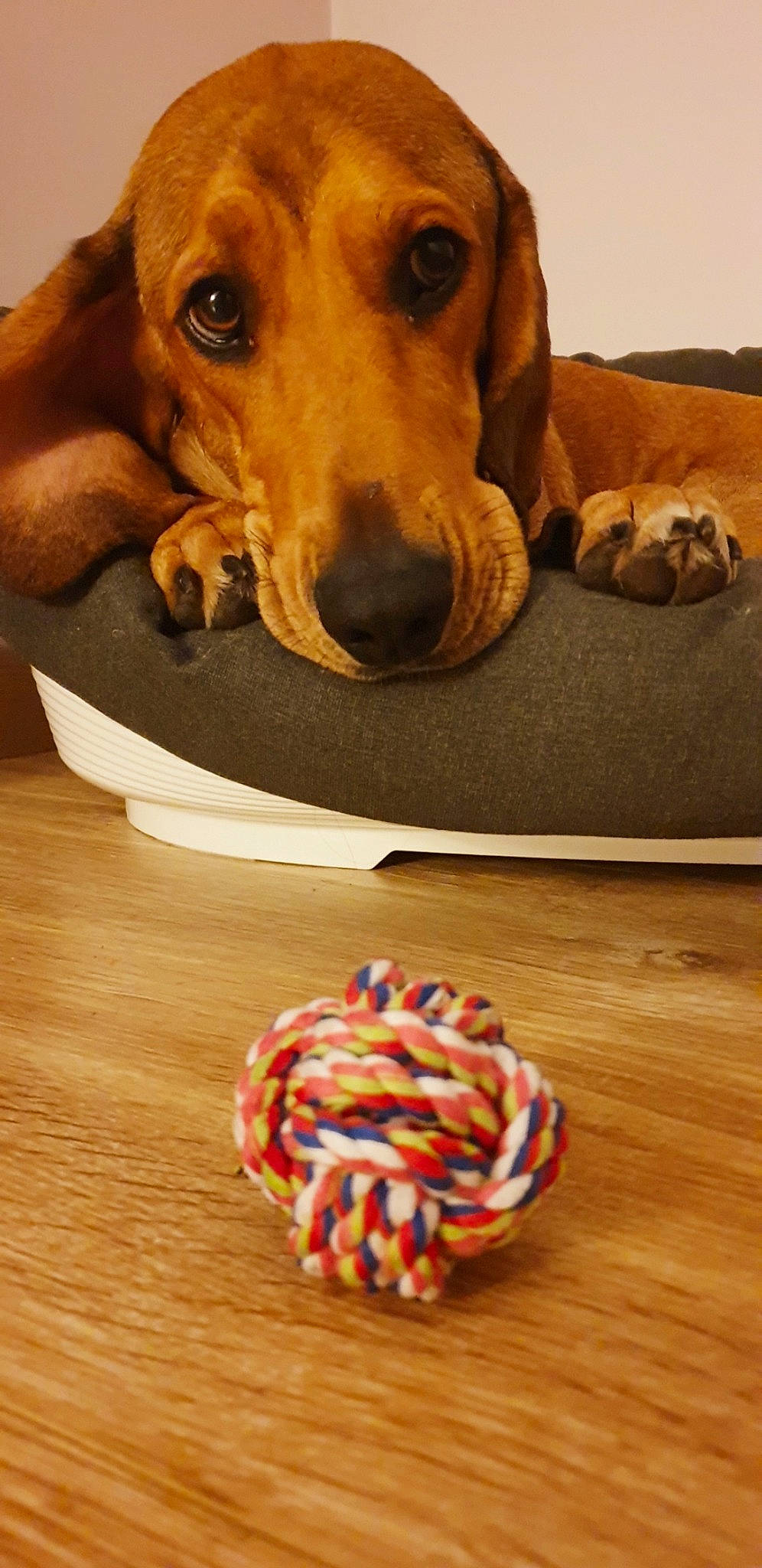 Cookie a rejoint le concours — aidez-le/la à gagner de superbes lots ! carnivore, comfort, companion_dog, cuisine, dishware, dog, dog_breed, dog_supply, fawn, food, ingredient, mammal, pet_supply, plate, recipe, serveware, snout, tableware, wood, working_animal