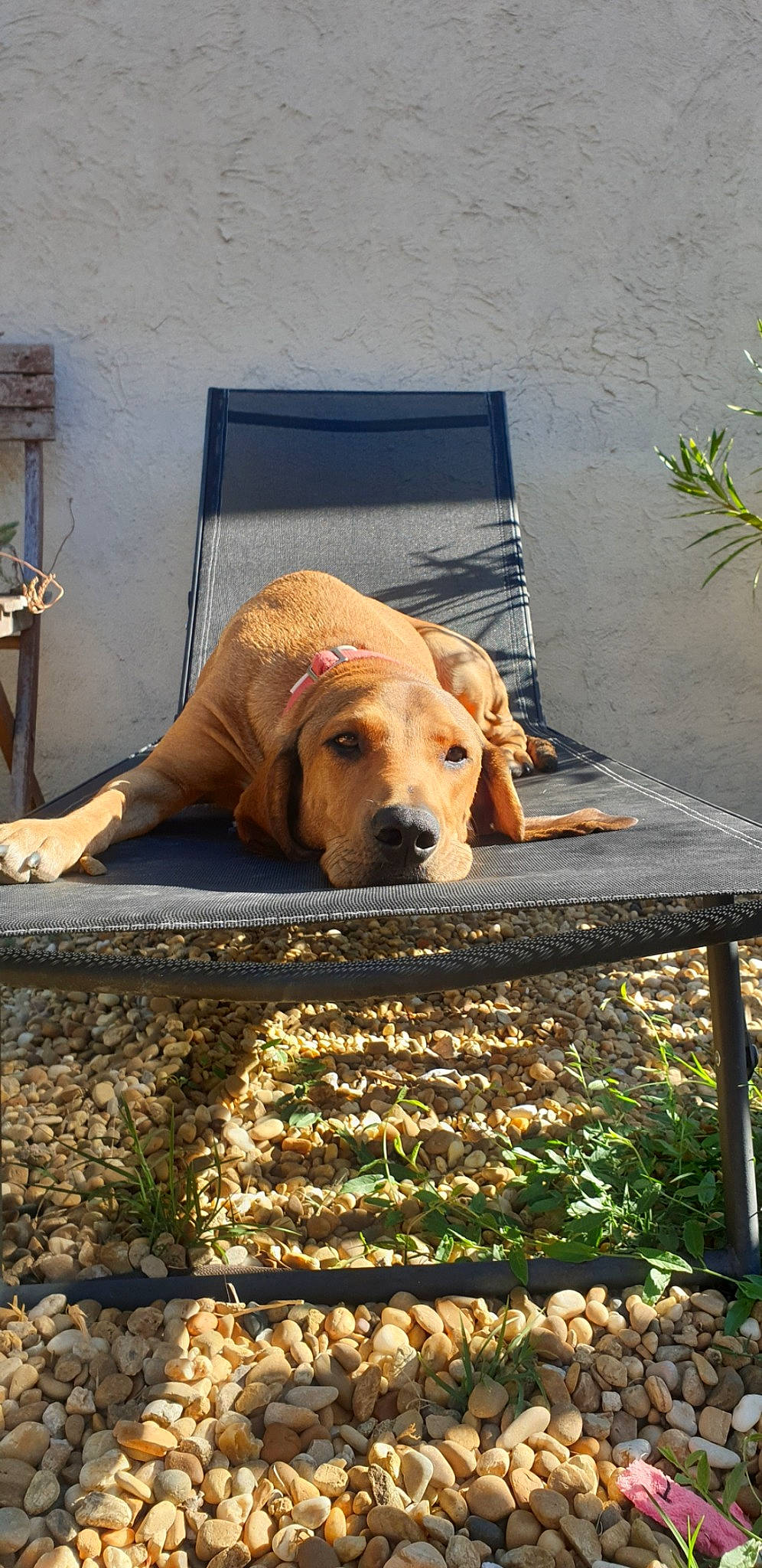 Cookie participe au concours pour gagner de l'argent avec cette photo : carnivore, chair, companion_dog, dog, dog_breed, dog_supply, fashion_accessory, fawn, flooring, grass, outdoor_furniture, pet_supply, plant, sidewalk, sitting, snout, sporting_group, tints_and_shades, wood, working_animal