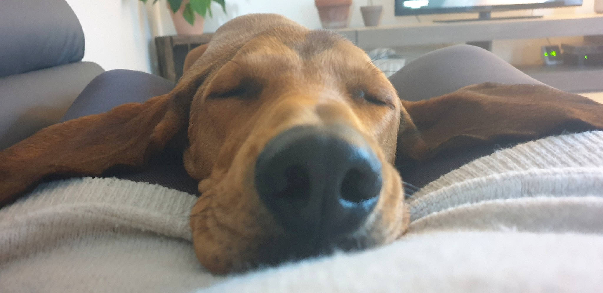 Cookie a rejoint le concours — aidez-le/la à gagner de superbes lots ! basset_hound, canidae, carnivore, comfort, companion_dog, dog, dog_breed, ear, fawn, fur, houseplant, liver, plant, pointing_breed, retriever, snout, sporting_group, terrestrial_animal, whiskers, working_animal