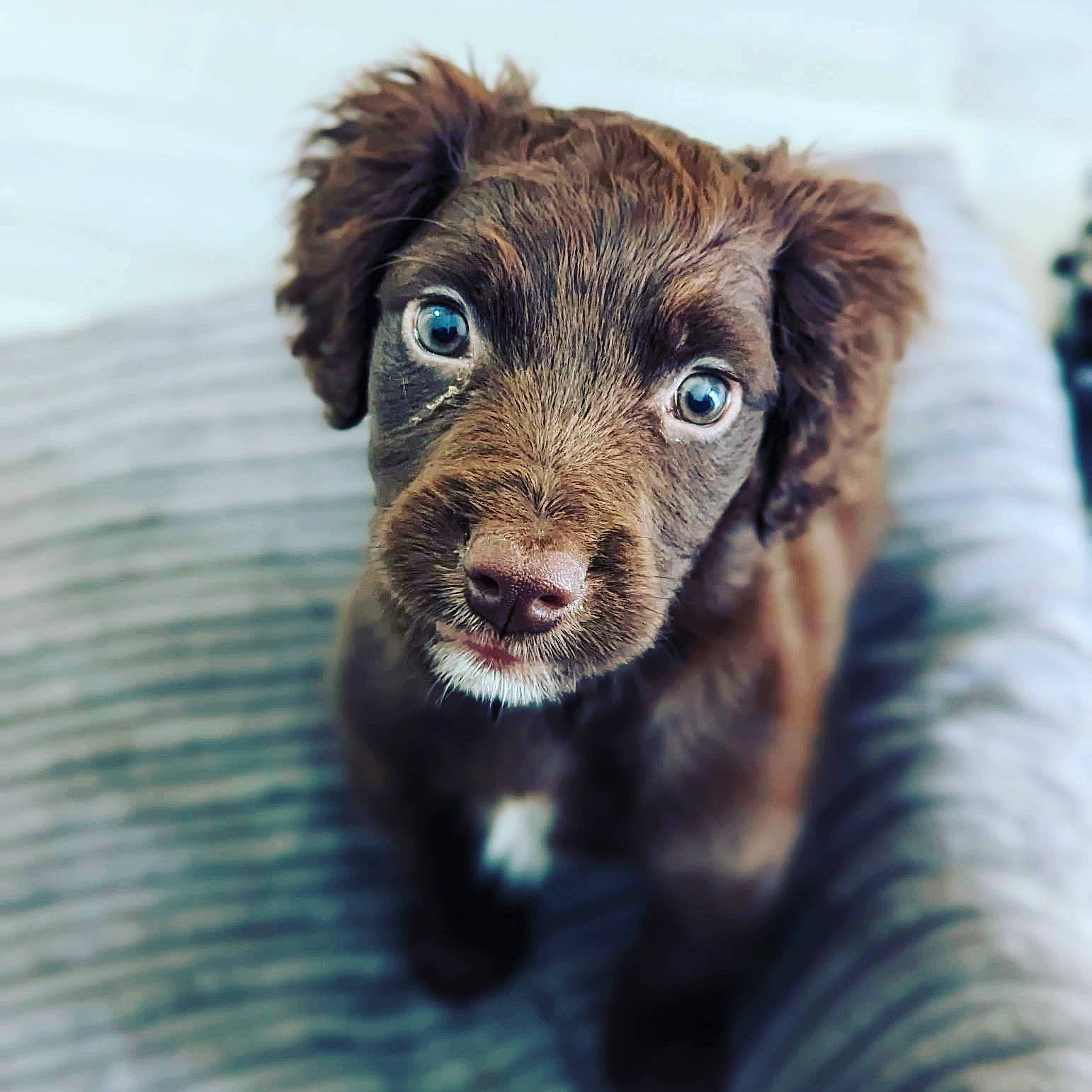 Drax joined the competition — help win amazing prizes! canidae, carnivore, companion_dog, dog, dog_breed, fur, liver, puppy, snout, sporting_group, terrestrial_animal, terrier, water, whiskers, working_animal