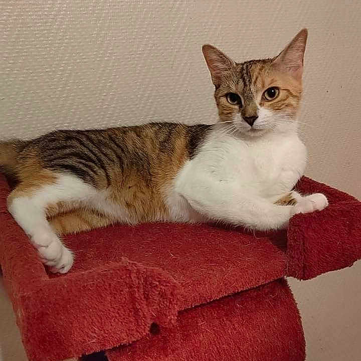 Ulaly a rejoint le concours — aidez-le/la à gagner de superbes lots ! alert, animal, cat, cat_tree, ears, feline, indoors, looking, orange_fur, paw, pet, red_cat_tree, relaxed, resting, striped_fur, tabby, texture, wall, whiskers, white_fur