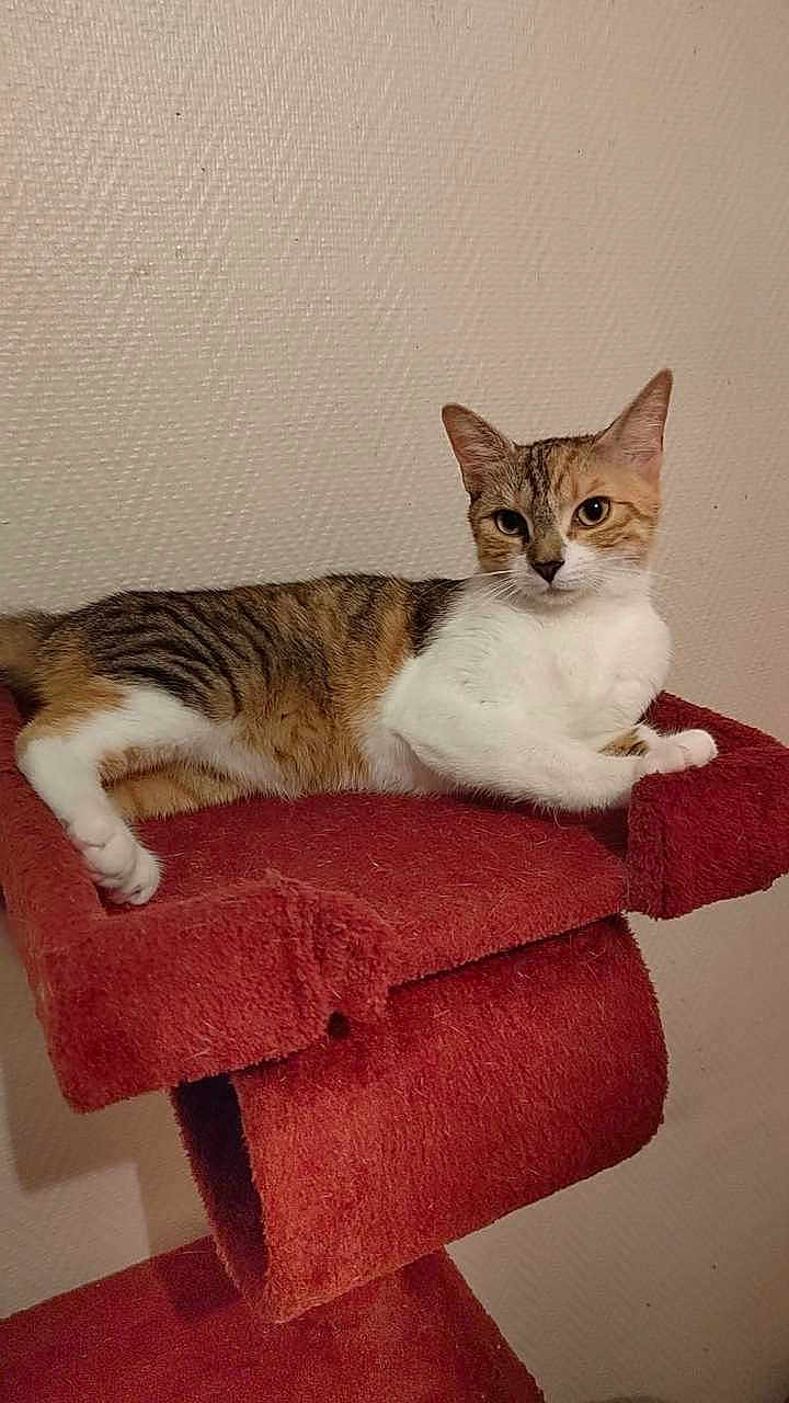 Ulaly a rejoint le concours — aidez-le/la à gagner de superbes lots ! cat, feline, pet, animal, tabby, white_fur, orange_fur, striped_fur, resting, cat_tree, red_cat_tree, indoors, wall, texture, paw, ears, whiskers, alert, looking, relaxed