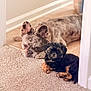 Stewie is registered to the contest to win money with this photo: animal, brown, canine, carpet, companionship, curious, cute, dog, doorway, floor, fur, indoor, large_dog, pet, puppy, relaxed, resting, small_dog, tile_floor, two_dogs