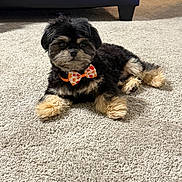 Stewie is registered to the contest to win money with this photo: animal, black_and_tan, bow_tie, canine, carpet, cute, decor, dog, floor, fluffy, fur, furniture, home, indoor, legs, pet, puppy, relaxed, sitting, small_dog