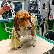 Ruby a rejoint le concours — aidez-le/la à gagner de superbes lots ! dog, beagle, wet, towel, grooming_table, leash, hand, indoor, window, pet_grooming, equipment, shelf, cleaning_supplies, green_wall, poster, fur, ears, expression, animal, floor