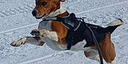 Ruby a rejoint le concours — aidez-le/la à gagner de superbes lots ! dog, beagle, snow, outdoor, leaping, active, pet, canine, winter, playful, harness, leash, animal, nature, daylight, fur, ears, trail, jump, motion