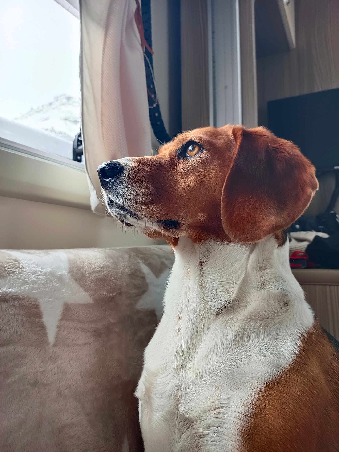 Ruby participe au concours pour gagner de l'argent avec cette photo : dog, beagle, pet, indoor, window, curtain, couch, blanket, fur, side_view, brown, white, animal, domestic_animal, looking, profile, cozy, soft_light, home, relaxed