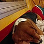 Ruby participe au concours pour gagner de l'argent avec cette photo : dog, resting, hand, couch, red_couch, yellow_wall, window, blanket, indoor, pet, sleeping, relaxation, tricolor, fur, comfort, domestic, animal, human_hand, close_up, warm_lighting
