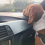 Ruby a rejoint le concours — aidez-le/la à gagner de superbes lots ! dog, car, dashboard, window, sunlight, harness, brown, white, pet, travel, interior, resting, side_view, animal, calm, daytime, seat, looking_out, nature, blurred_background