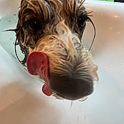 Greeley is registered to the contest to win money with this photo: animal, bath, bathtub, canine, close_up, cute, dog, domestic, expression, face, fur, indoors, muzzle, pet, playful, tongue, tongue_out, water, wet, window