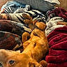 Bean is registered to the contest to win money with this photo: dog, blanket, cushion, cozy, indoor, nap, pet, relaxed, brown_dog, fur, paw, soft, comfort, resting, home, animal, pile, texture, warm, sleeping