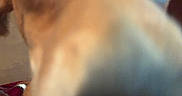 Bean joined the competition — help win amazing prizes! animal, blurry, brown_fur, canine, close_up, curious, cute, dog, domestic_animal, eyes, face, friendly, furry, indoor, muzzle, nose, pet, portrait, snout, whiskers