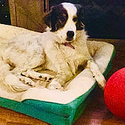 Luna joined the competition — help win amazing prizes! dog, pet_bed, floor, red_ball, indoor, wooden_floor, relaxed, fluffy, animal, canine, resting, cozy, toy, brown, white, black, quiet, companion, domestic, home