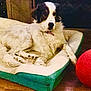 dog, pet_bed, floor, red_ball, indoor, wooden_floor, relaxed, fluffy, animal, canine, resting, cozy, toy, brown, white, black, quiet, companion, domestic, home