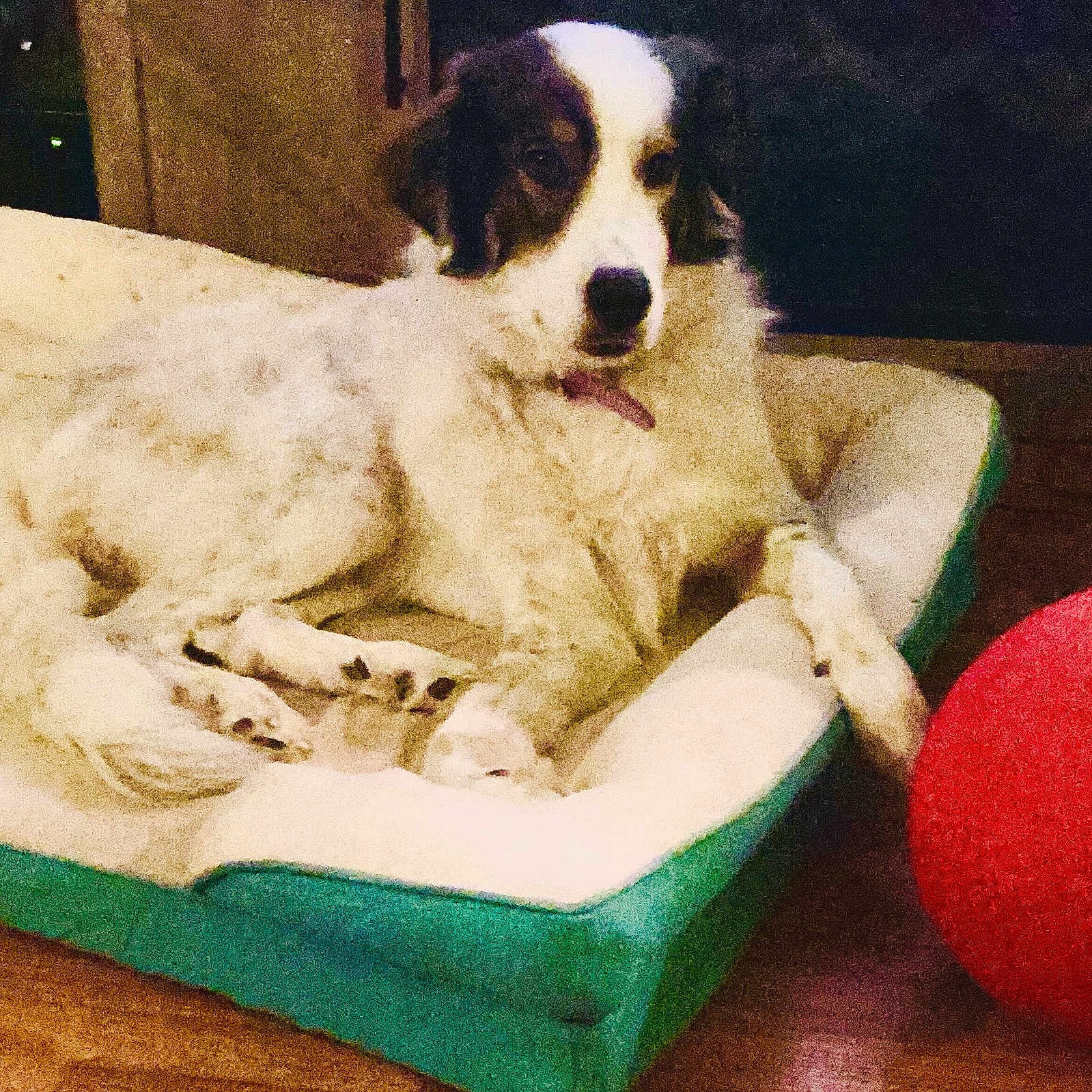 Luna joined the competition — help win amazing prizes! animal, black, brown, canine, companion, cozy, dog, domestic, floor, fluffy, home, indoor, pet_bed, quiet, red_ball, relaxed, resting, toy, white, wooden_floor