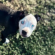 Cam is registered to the contest to win money with this photo: dog, blue_eyes, close_up, outdoor, nature, animal, pet, curious, portrait, black_and_white_fur, grass, young_dog, canine, looking_up, sunlight, shallow_depth_of_field, ears, snout, fur_texture, background_blur