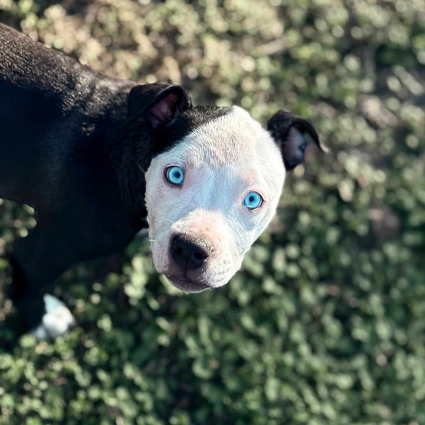 Cam is registered to the contest to win money with this photo: animal, background_blur, black_and_white_fur, blue_eyes, canine, close_up, curious, dog, ears, fur_texture, grass, looking_up, nature, outdoor, pet, portrait, shallow_depth_of_field, snout, sunlight, young_dog