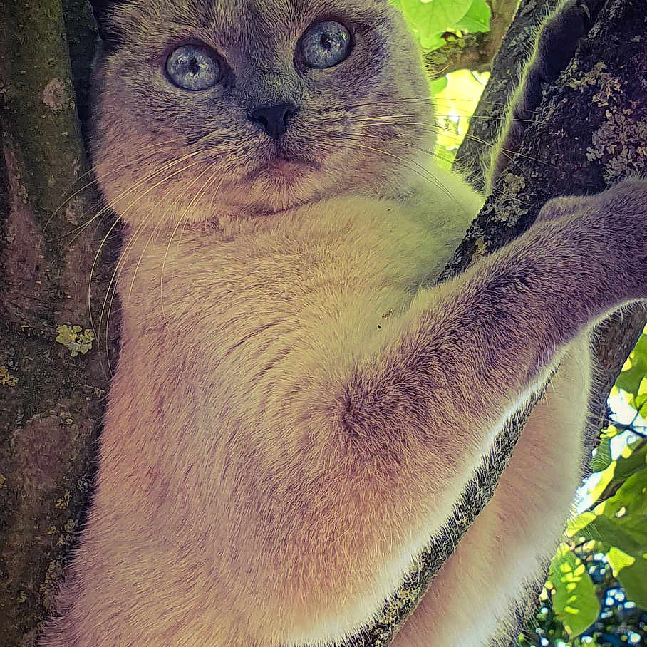 Nahbis a rejoint le concours — aidez-le/la à gagner de superbes lots ! adventure, animal, branch, cat, climbing, closeup, curious, daylight, ears, eyes, fur, green_leaves, mammal, nature, outdoor, pet, sunlight, tree, whiskers, wildlife