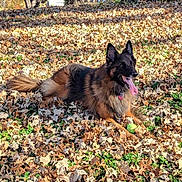 Archi joined the competition — help win amazing prizes! dog, german_shepherd, autumn, leaves, outdoor, playing, pet, tongue_out, happy, nature, tree, grass, ball, animal, canine, sunlight, fall, fur, collar, park