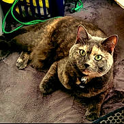 Miss Kitten joined the competition — help win amazing prizes! cat, feline, pet, indoor, green_eyes, fur, relaxed, blanket, cozy, animal, domestic, tabby, lying_down, curious, soft_texture, collar, whiskers, ears, paws, closeup